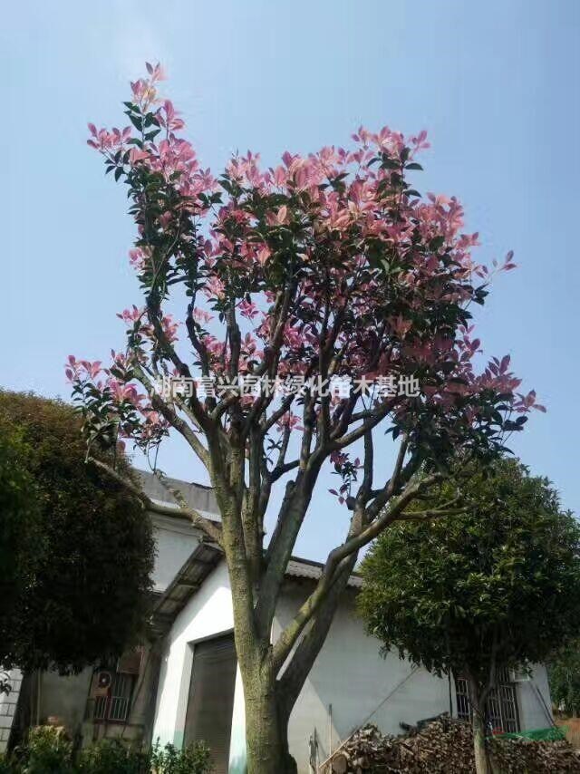 5公分國色天香桂花市場價格，高度80厘米國色天香小苗廠家直銷