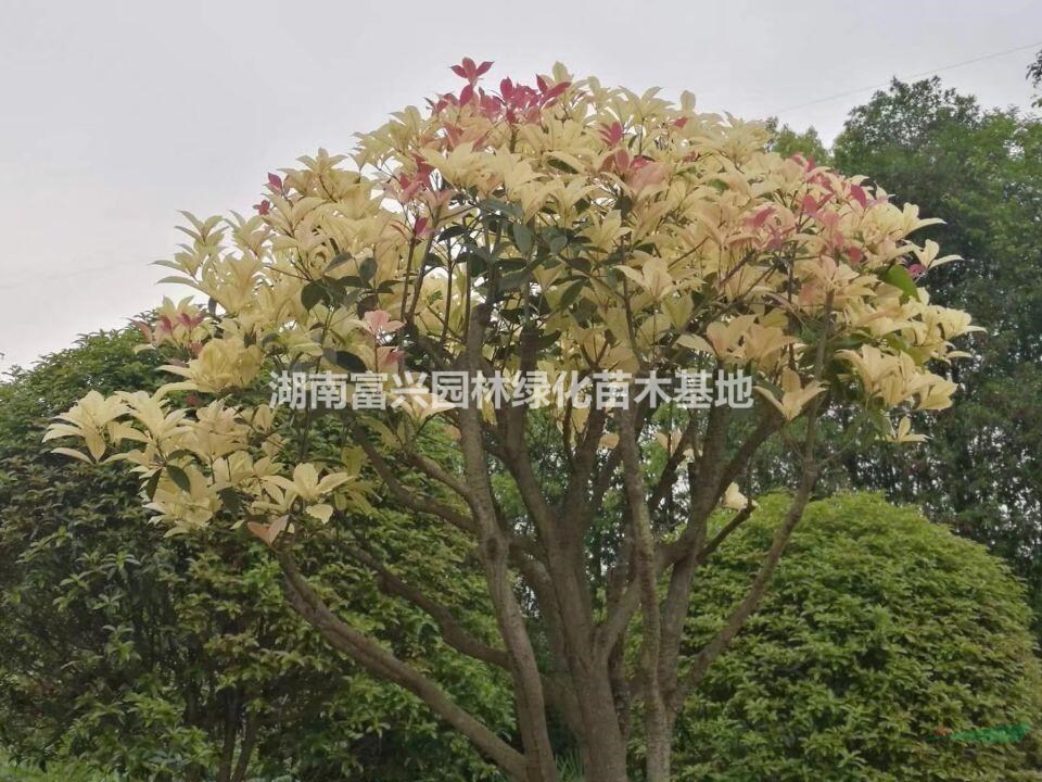 5公分國色天香桂花市場價格，高度80厘米國色天香小苗廠家直銷