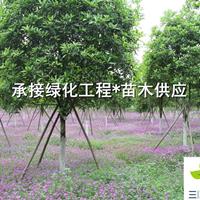 大量出售高桿桂花  四川精品桂花基地  批發(fā)桂花  