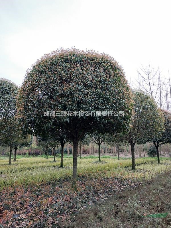大量出售高桿桂花  四川精品桂花基地  批發(fā)桂花  