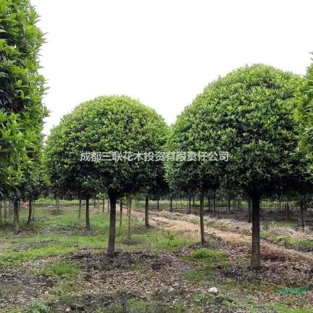 大量出售高桿桂花  四川精品桂花基地  批發(fā)桂花  
