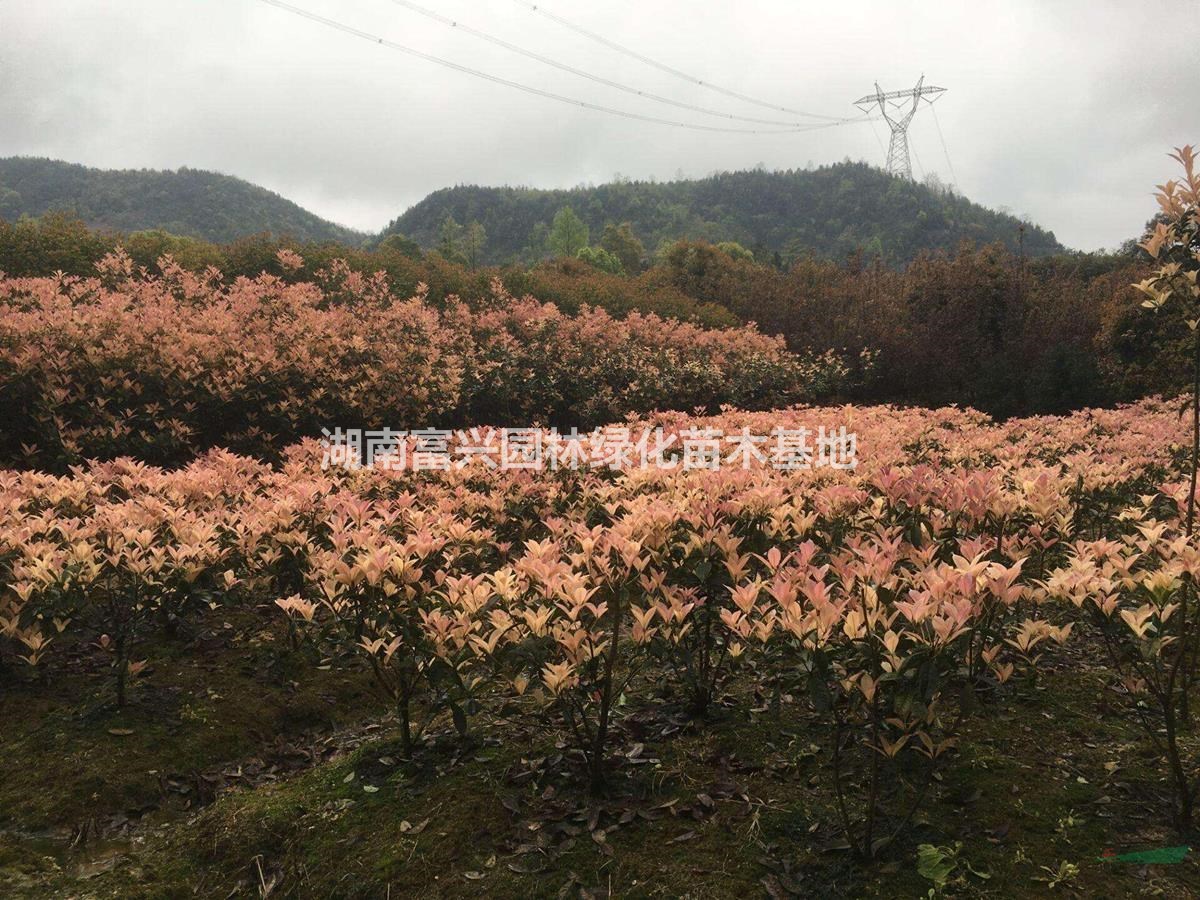 精品珍珠彩桂球，1米珍珠彩桂小苗，扦插珍珠彩桂，地被珍珠彩桂