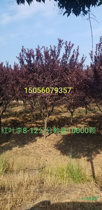 安徽地區(qū)供應(yīng)10-20公分紅葉李