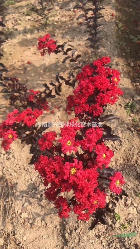 湖南紫葉紫薇編織花瓶?jī)r(jià)格，50紫葉紫薇小苗，80紫葉紫薇小苗