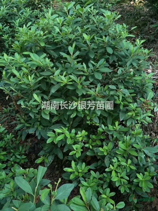 基地直銷毛杜鵑四季常綠庭院工程綠植花卉