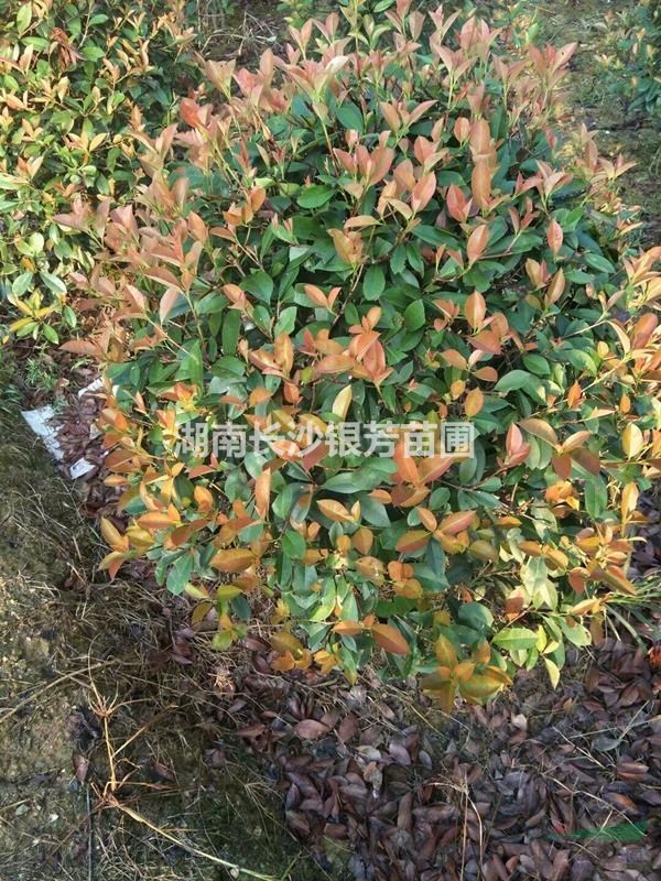 紅葉石楠球，  紅葉石楠球80-100-120-150公分