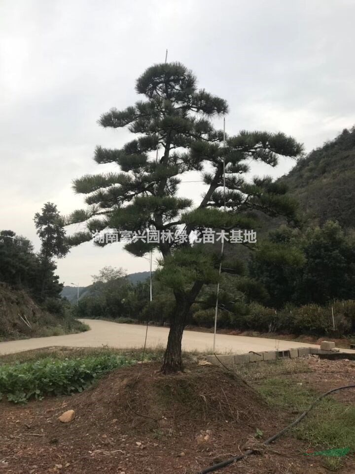 16公分臨水式造型黑松，假山配景造型黑松價格，湖南造型黑松