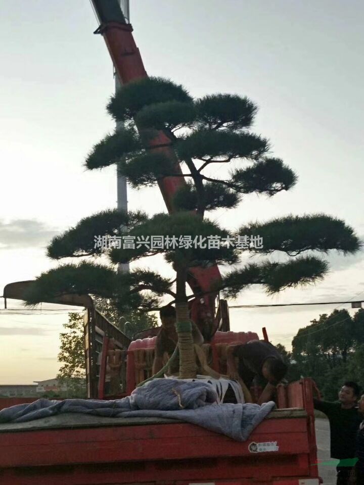 黑松造型基地，黑松小苗，國產(chǎn)黑松哪里便宜，湖南日本進口黑松