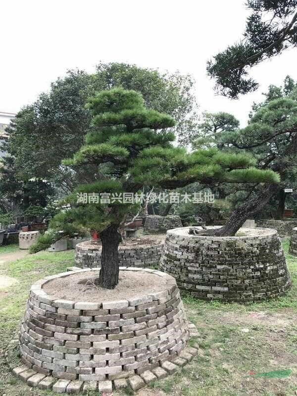 28公分精品長飄日本黑松，湖南日本黑松，造型黑松，日本黑松