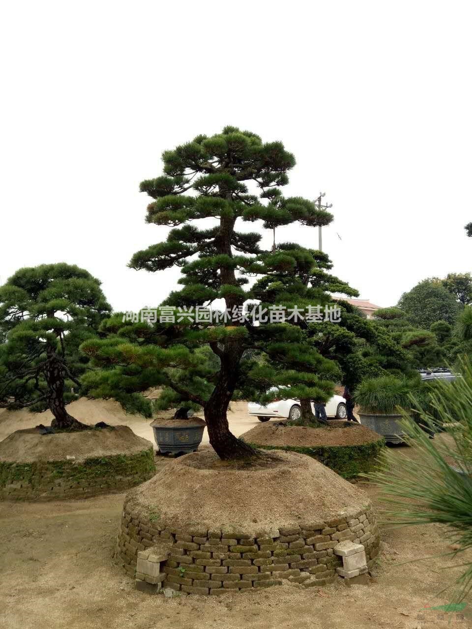 28公分精品長飄日本黑松，湖南日本黑松，造型黑松，日本黑松