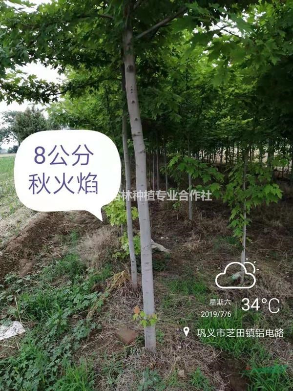 鄭州供6-8公分美國紅楓秋火焰