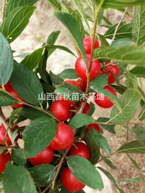 鈣果苗批發(fā)價(jià)格是多少錢(qián)？2年鈣果苗種植產(chǎn)地詳情