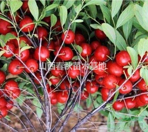 鈣果苗批發(fā)價(jià)格是多少錢(qián)？2年鈣果苗種植產(chǎn)地詳情