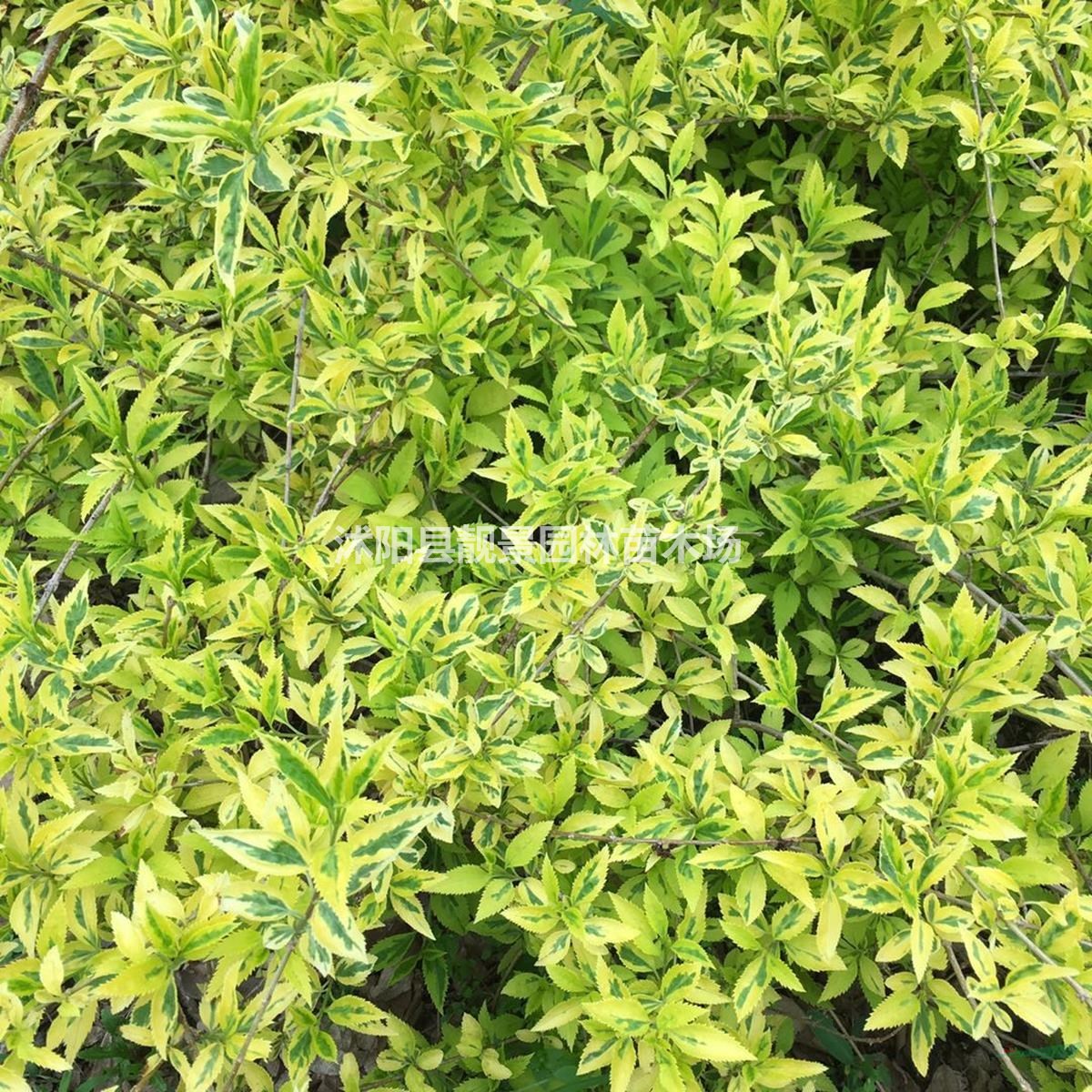 连翘床苗 金叶连翘60厘米 花边假连翘 金边连翘庭院观赏植物