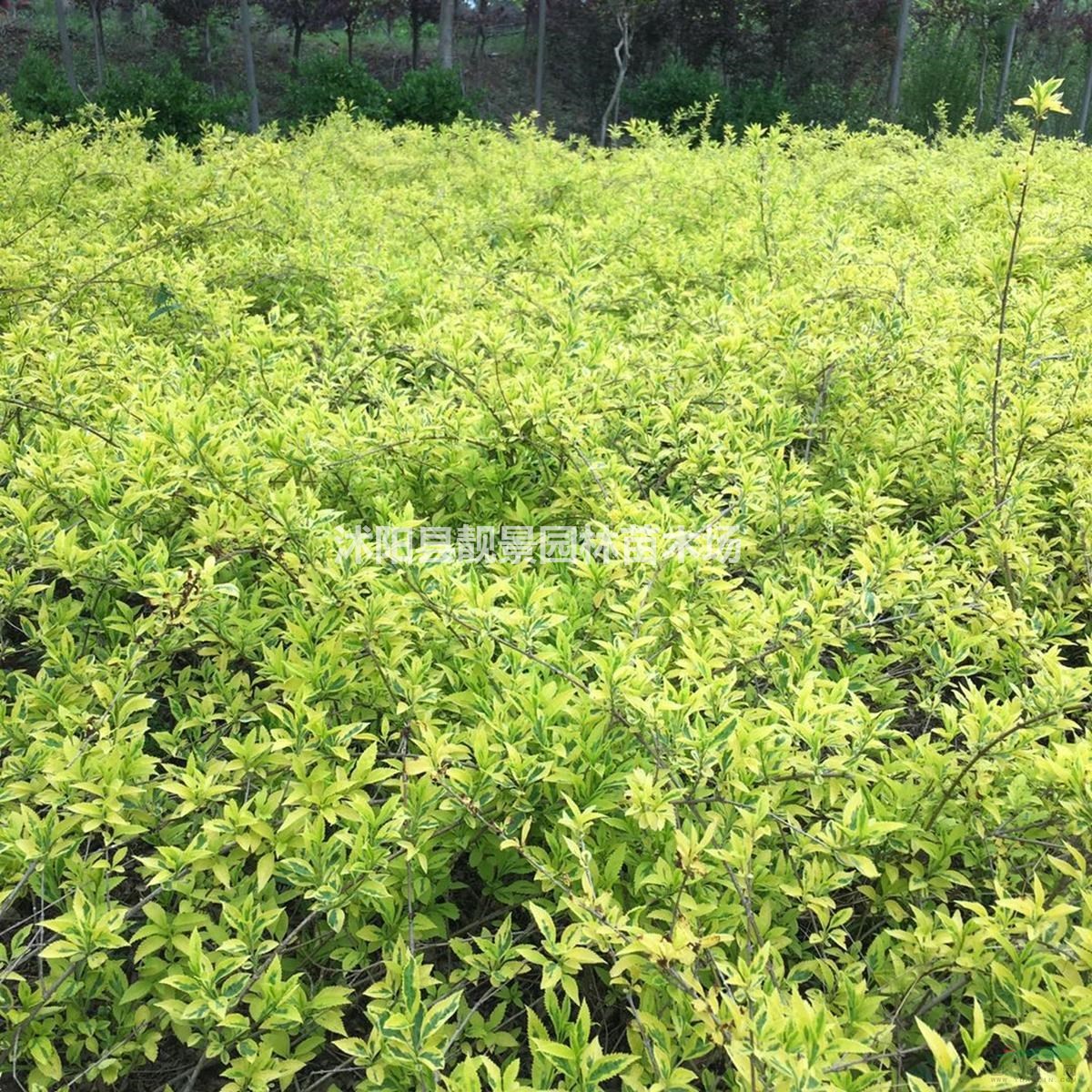 连翘床苗 金叶连翘60厘米 花边假连翘 金边连翘庭院观赏植物