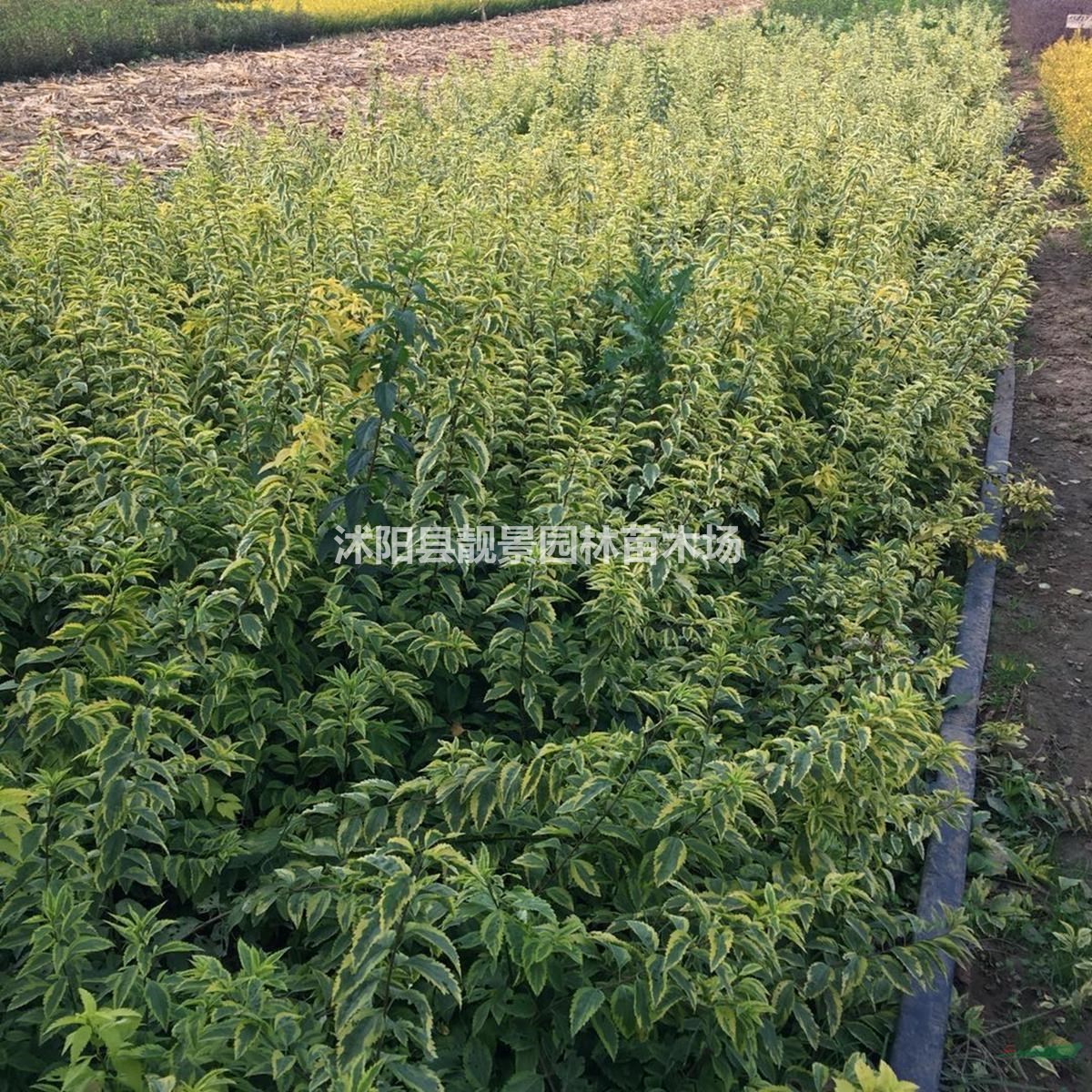 连翘床苗 金叶连翘60厘米 花边假连翘 金边连翘庭院观赏植物