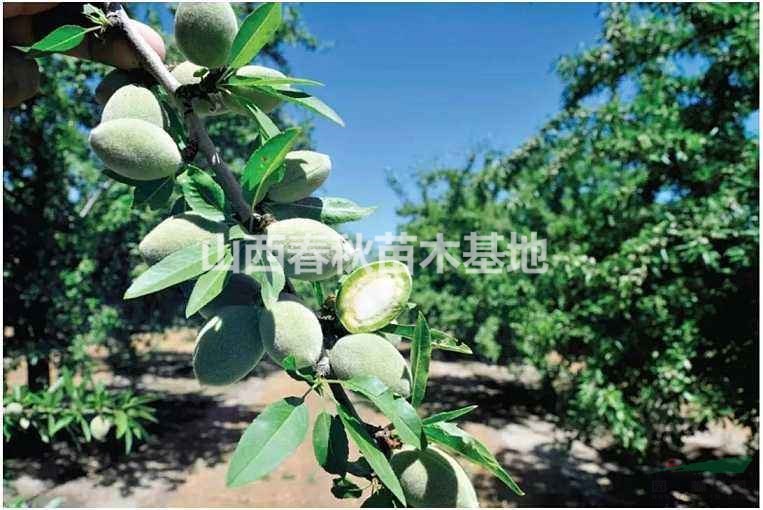 矮豐巴旦木樹(shù)苗供應(yīng)商、農(nóng)業(yè)種植信息、園林網(wǎng)、