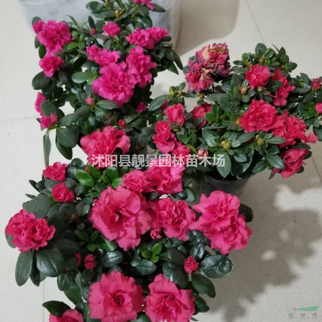 西洋杜鹃盆栽苗 毛叶杜鹃工程苗 紫叶杜鹃庭院观赏植物