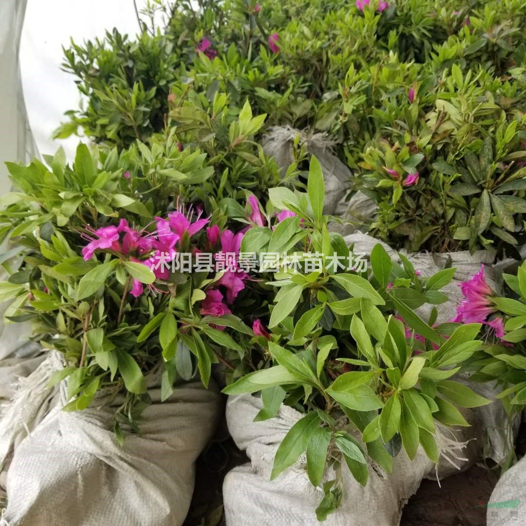 西洋杜鹃盆栽苗 毛叶杜鹃工程苗 紫叶杜鹃庭院观赏植物