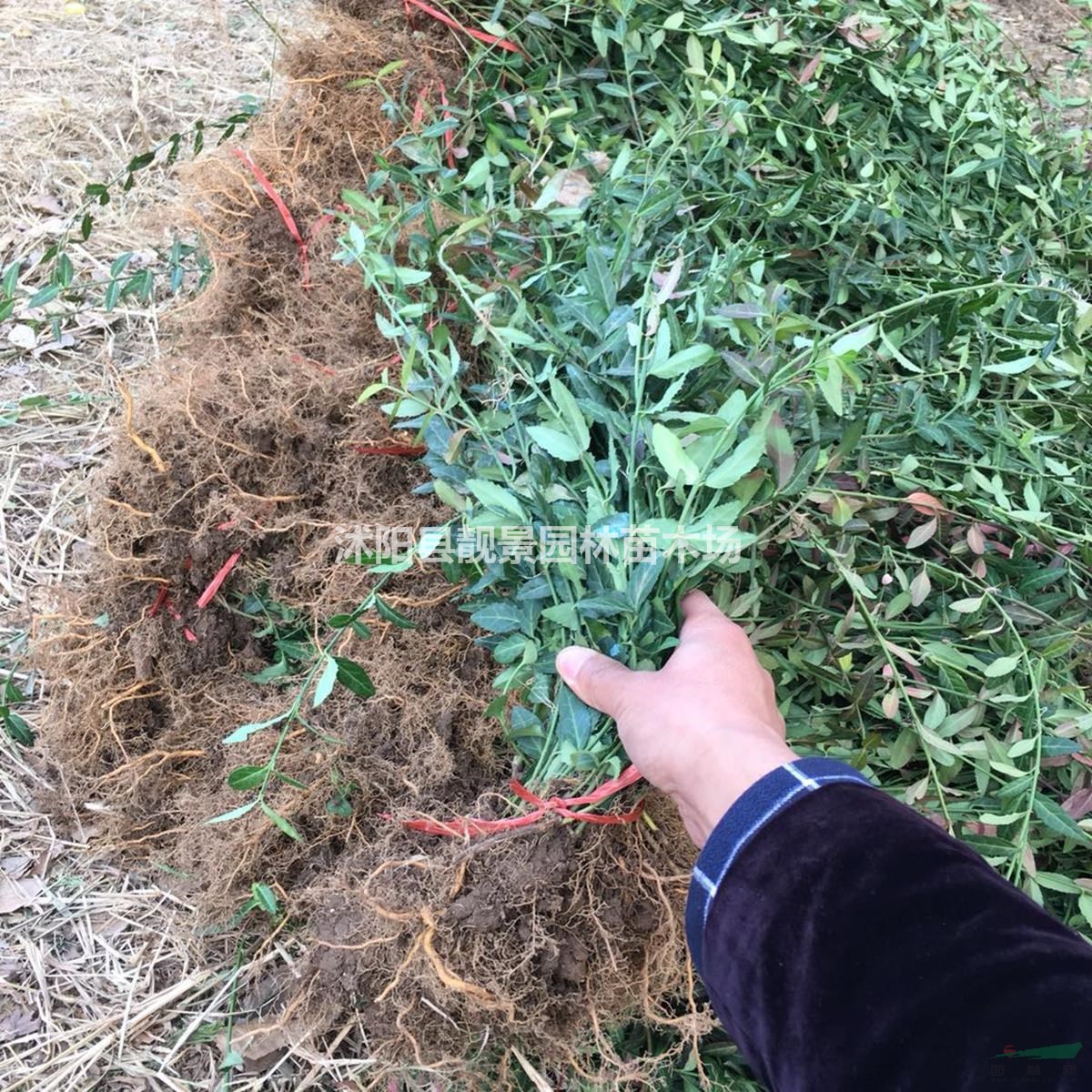 扶芳藤小苗 小叶扶芳藤护坡绿化 爬行卫矛护坡植物