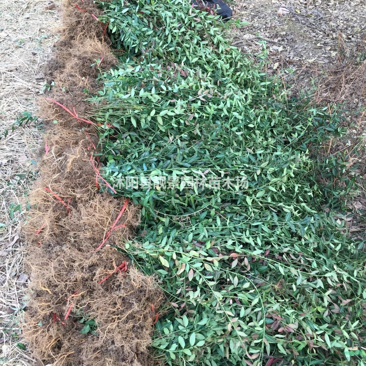 扶芳藤小苗 小叶扶芳藤护坡绿化 爬行卫矛护坡植物