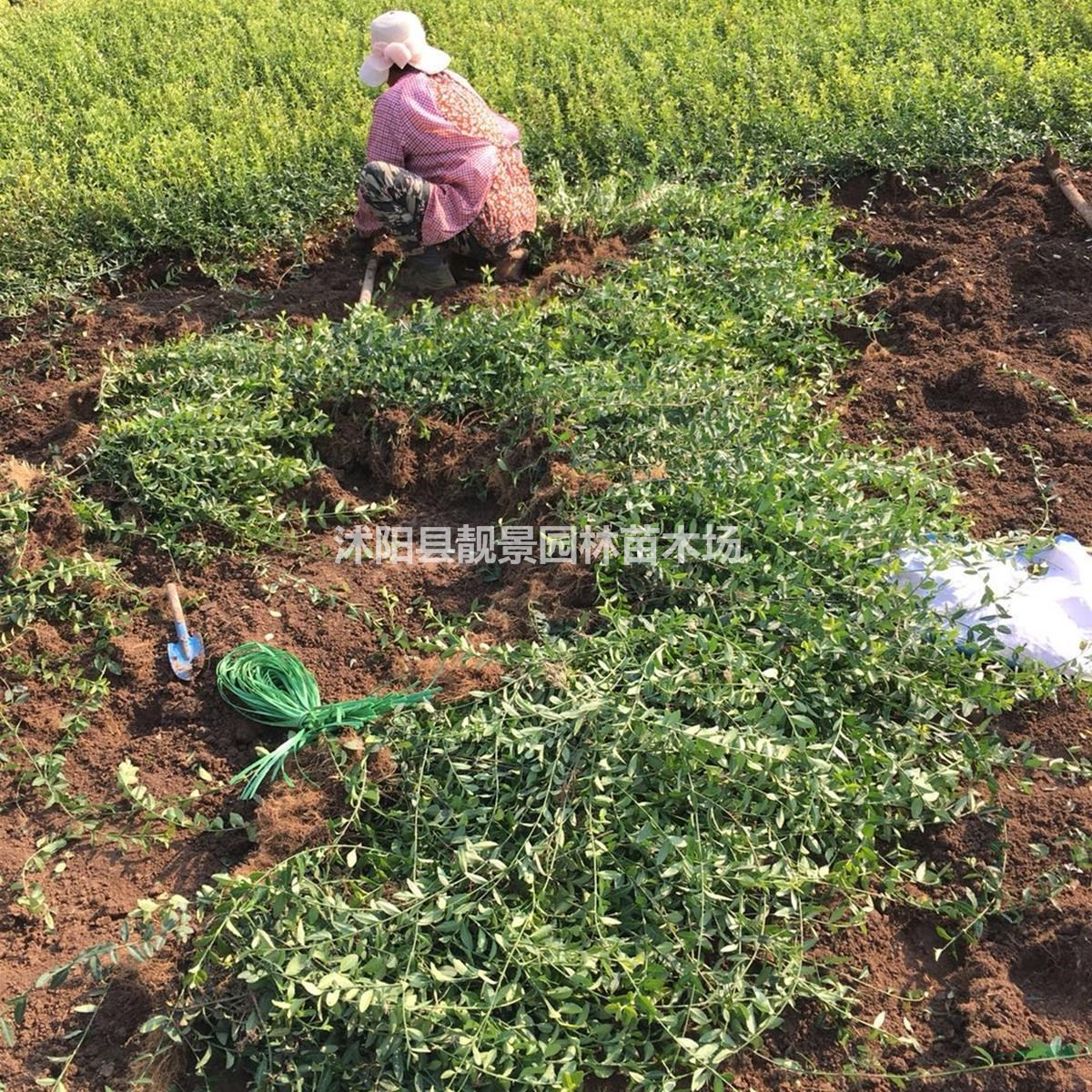 扶芳藤小苗 小叶扶芳藤护坡绿化 爬行卫矛护坡植物