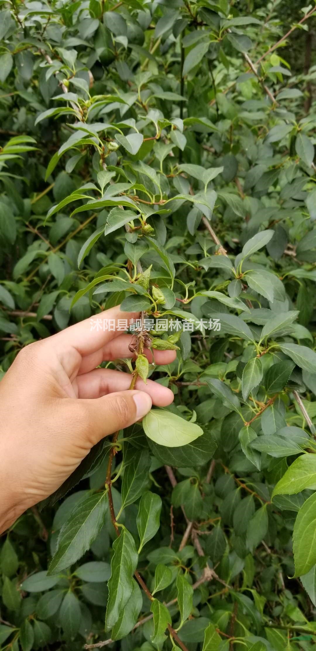 药用连翘小苗 药业连翘种子 连翘梗部1公分粗壮苗