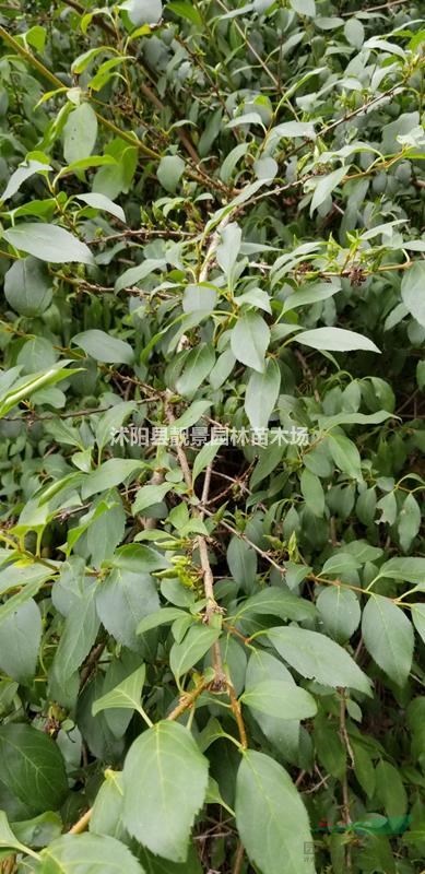 药用连翘小苗 药业连翘种子 连翘梗部1公分粗壮苗