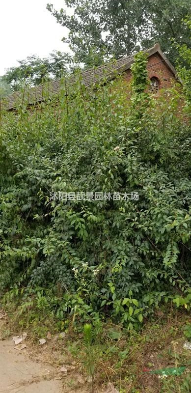 药用连翘小苗 药业连翘种子 连翘梗部1公分粗壮苗