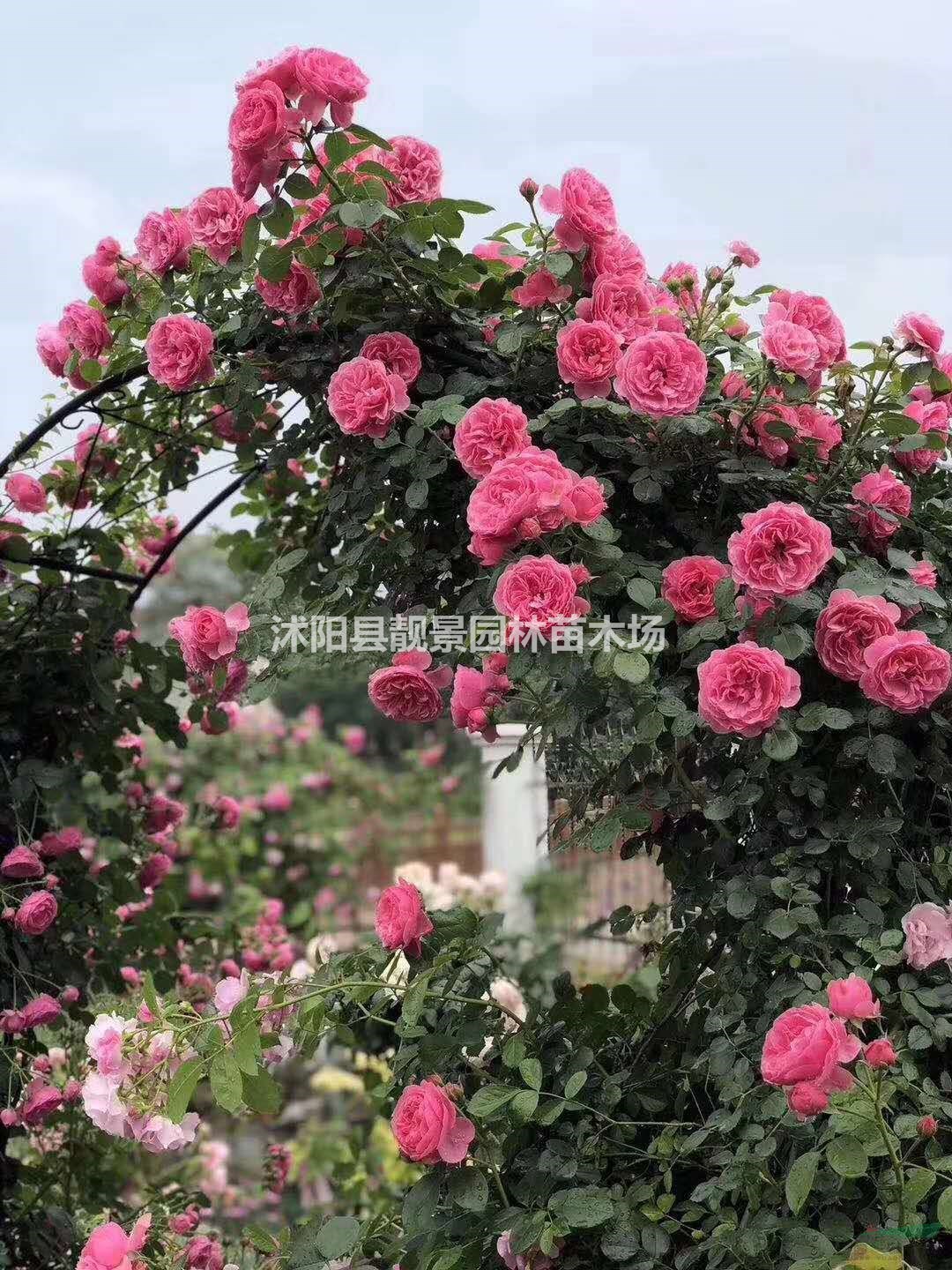 藤蔓月季盆栽苗 大游行月季 小女孩月季 御用马车月季快递发货