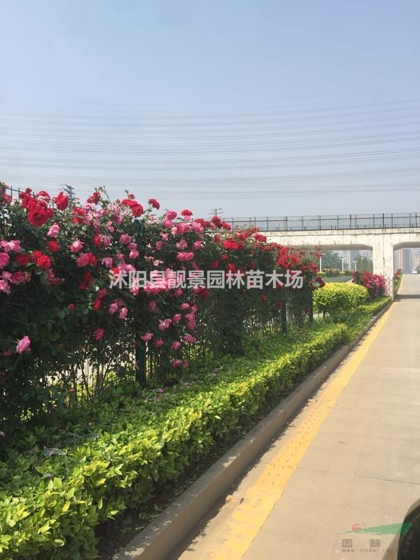 藤蔓月季盆栽苗 大游行月季 小女孩月季 御用马车月季快递发货