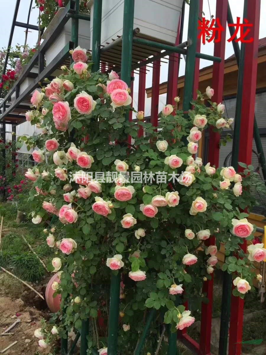 藤蔓月季盆栽苗 大游行月季 小女孩月季 御用马车月季快递发货