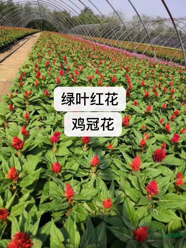 草花 河南黃孔雀草價(jià)格 河南雞冠花