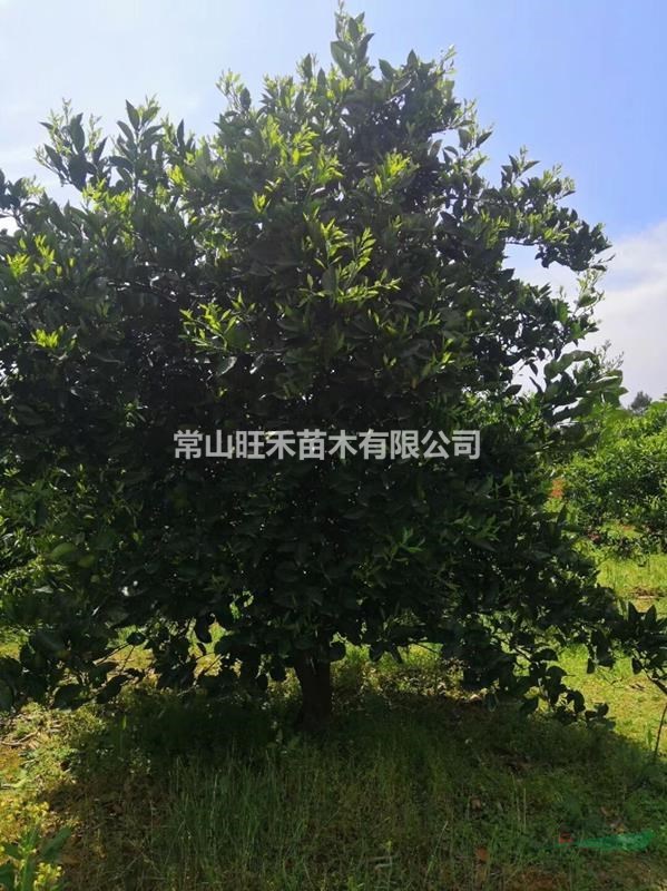 浙江常山胡柚樹 嫁接3米高