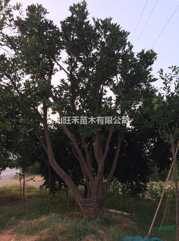 植生大胡柚樹 