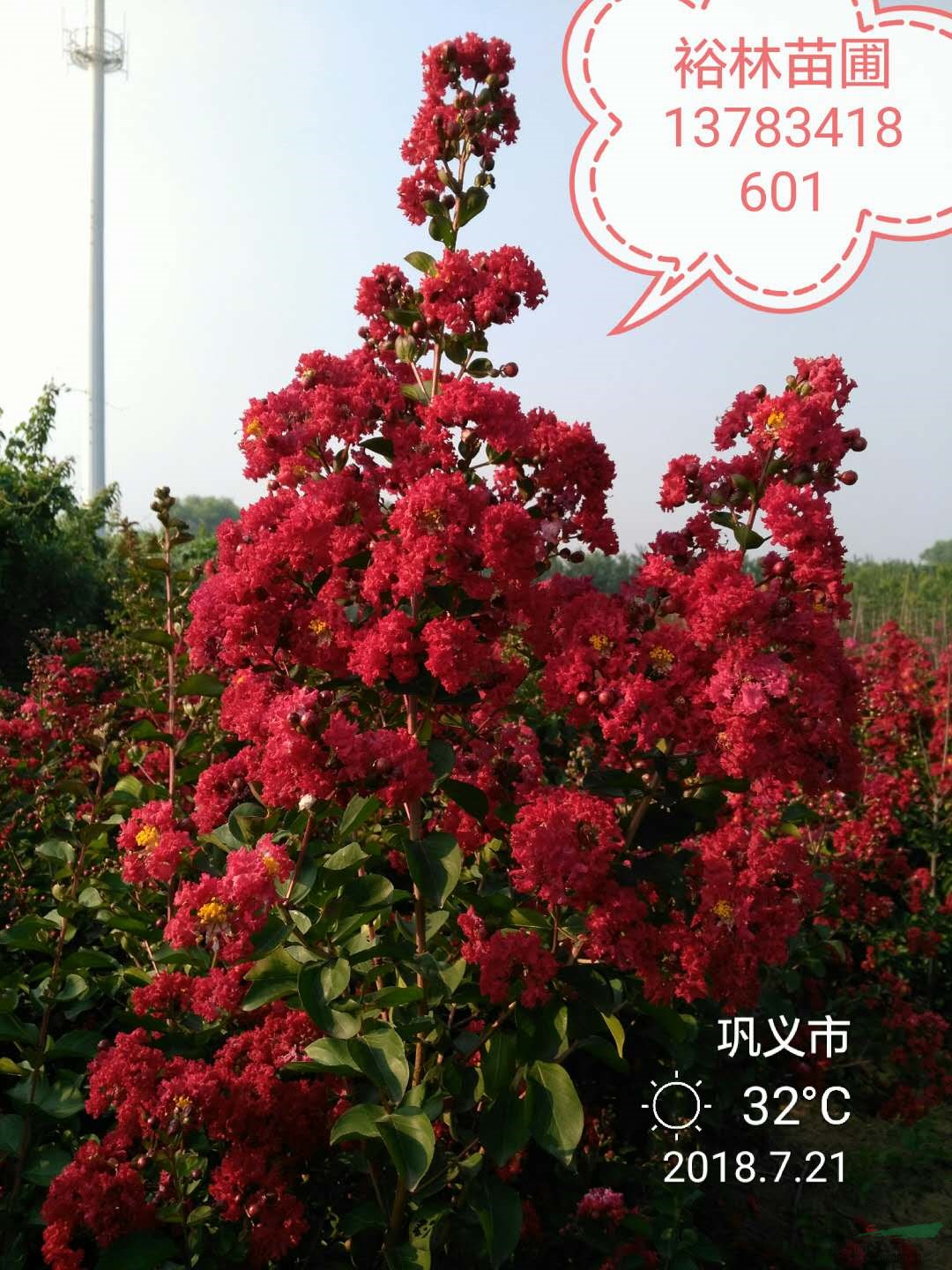 鄭州彩色苗圃基地供3-4公分美國紫薇紅火箭