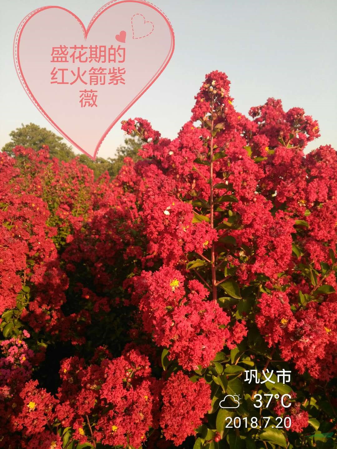 鄭州彩色苗圃基地供3-4公分美國紫薇紅火箭