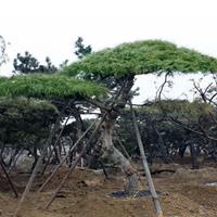 園林批發(fā)景觀綠化北方造型松樹(shù)高度1.5-2.5米道路綠化黑松