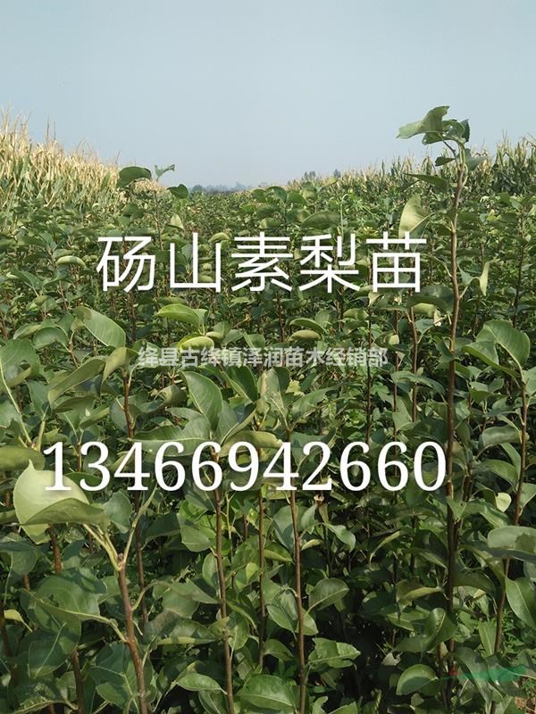 2019年9月份側(cè)柏苗價格，杯苗側(cè)柏苗產(chǎn)地報價