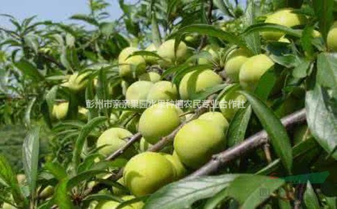 李子苗哪里有賣的 三年李子苗價(jià)格 