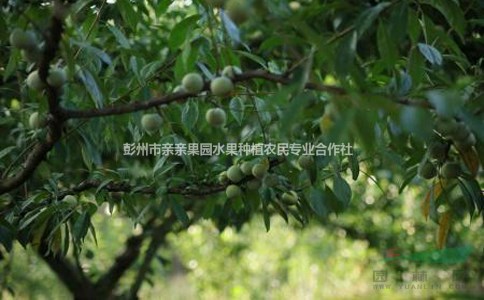 李子苗哪里有賣的 三年李子苗價(jià)格 