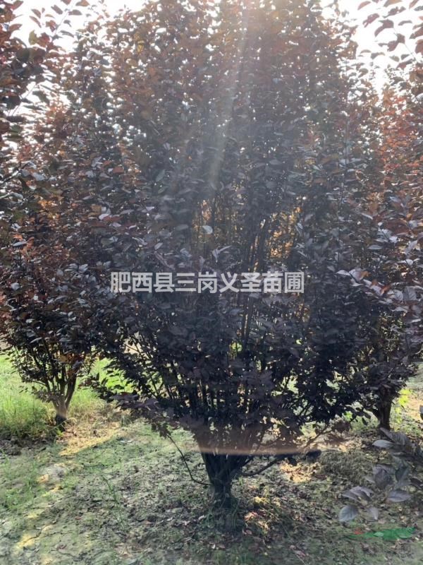 紅葉李12—18公分樹形優(yōu)美（低分之）