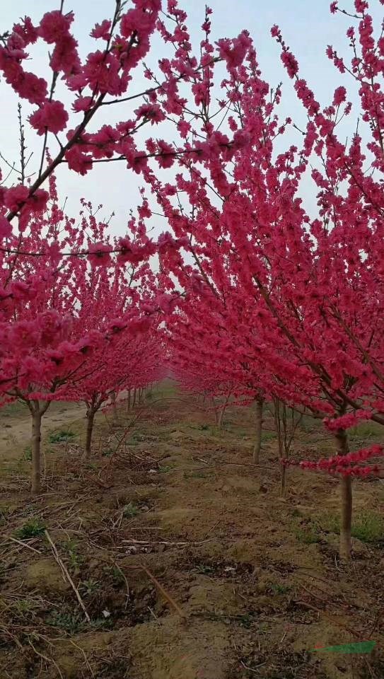 河南紅葉碧桃 紅葉碧桃價(jià)格