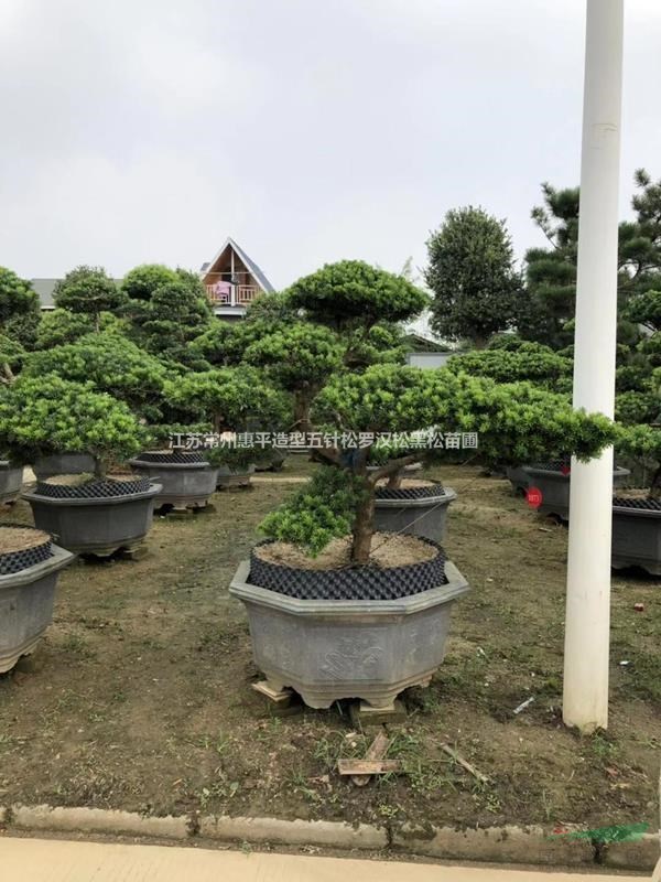 江蘇常州供應(yīng)造型羅漢松