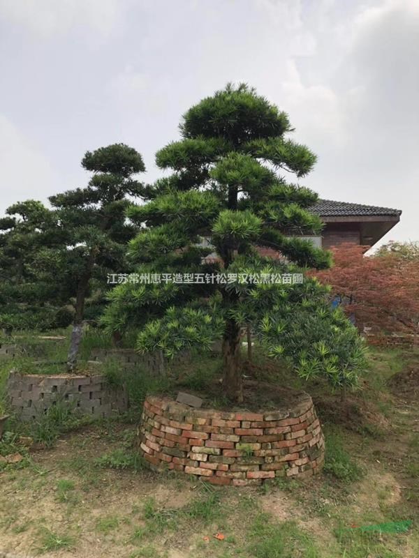 江蘇常州供應(yīng)造型羅漢松