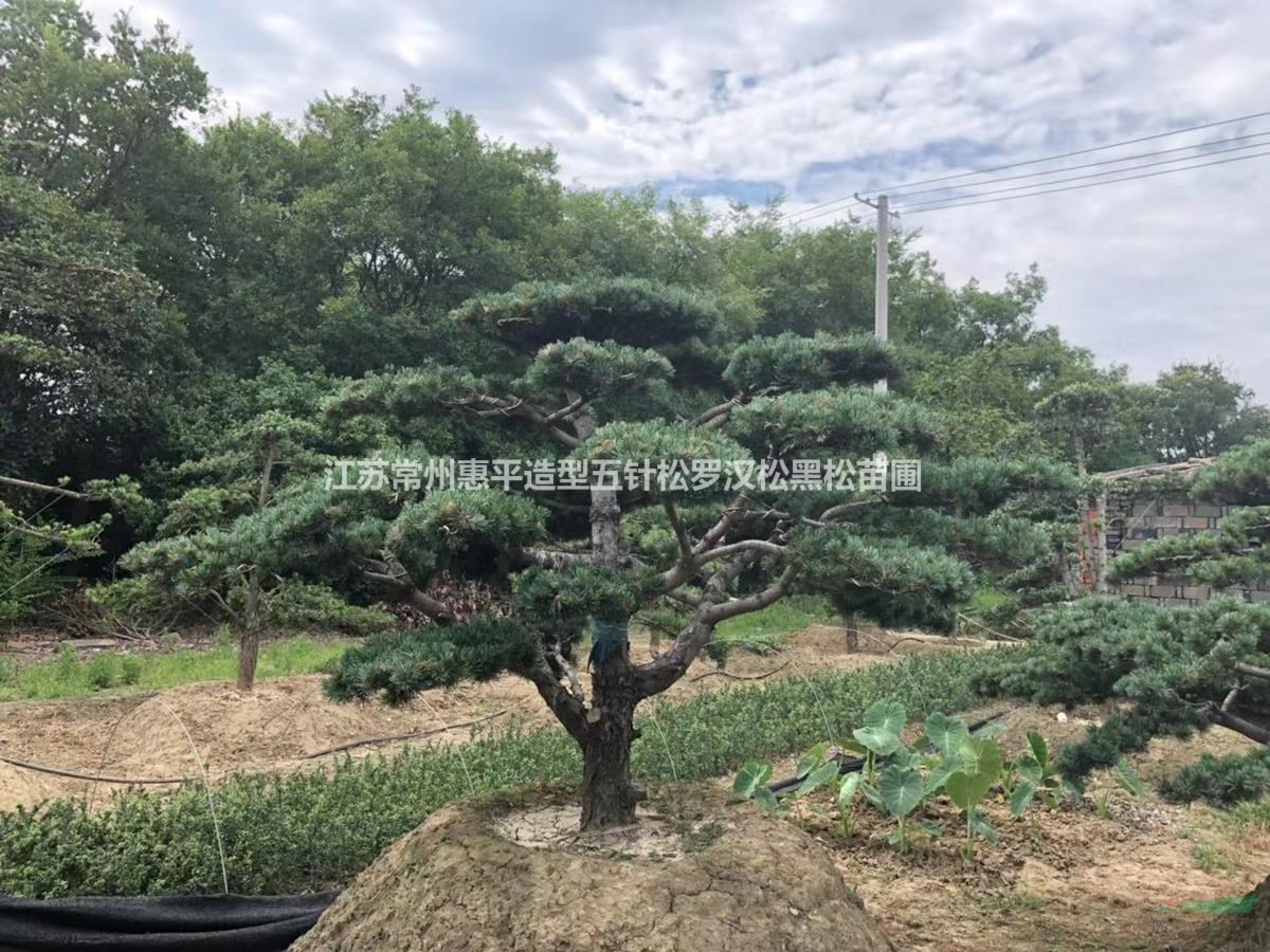 江蘇常州供應(yīng)造型五針松