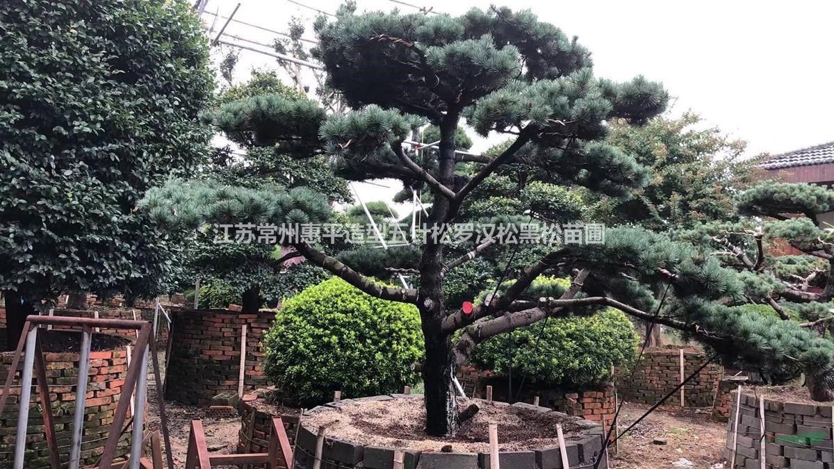 江蘇常州供應(yīng)造型五針松