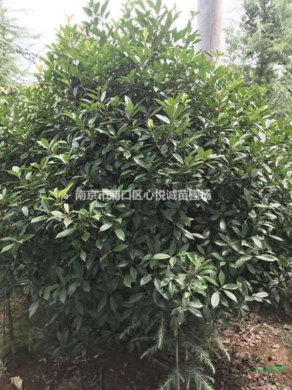 3米紅葉石楠球價(jià)格目前優(yōu)惠多少錢