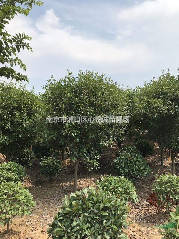 3米紅葉石楠球價(jià)格目前優(yōu)惠多少錢