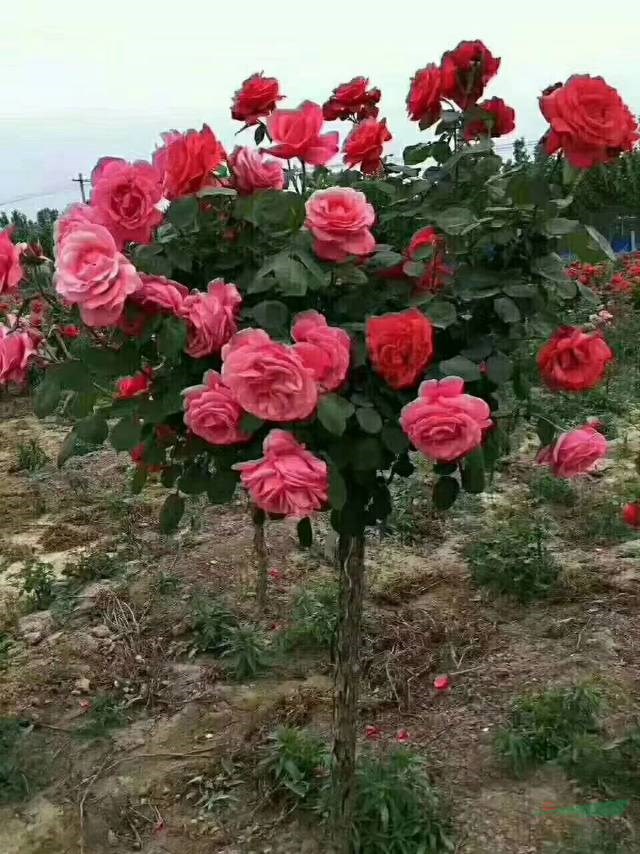 樹狀月季